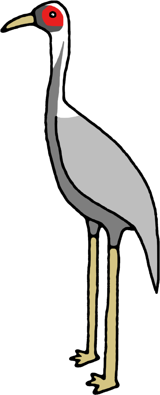 White-naped Crane / - White-naped Crane (592x1350), Png Download