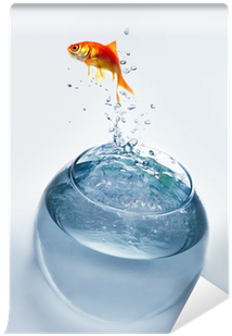 Goldfish Jumping Out Of The Water Wall Mural • Pixers® - Fish Jumping Out (400x400), Png Download