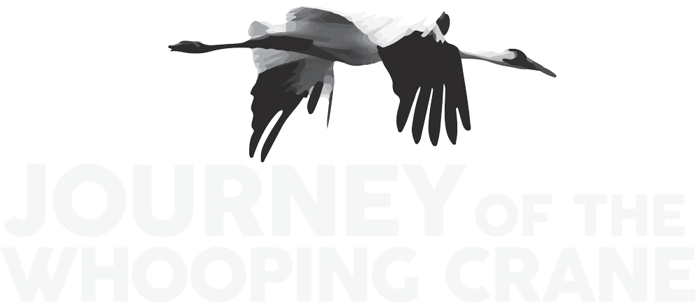 Journey Of The Whooping Crane - Grue Blanche (1000x1000), Png Download