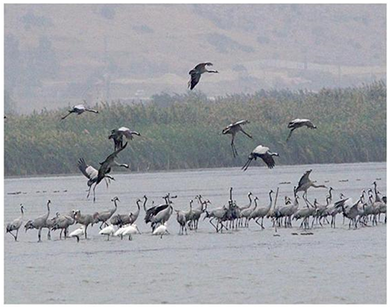 Night Crane Assemble At The Shallow Part Of Agmon Lake - Ibis (903x442), Png Download
