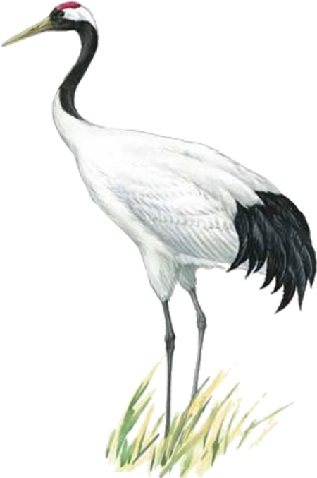 Visit - Red Crowned Crane Icon (750x750), Png Download