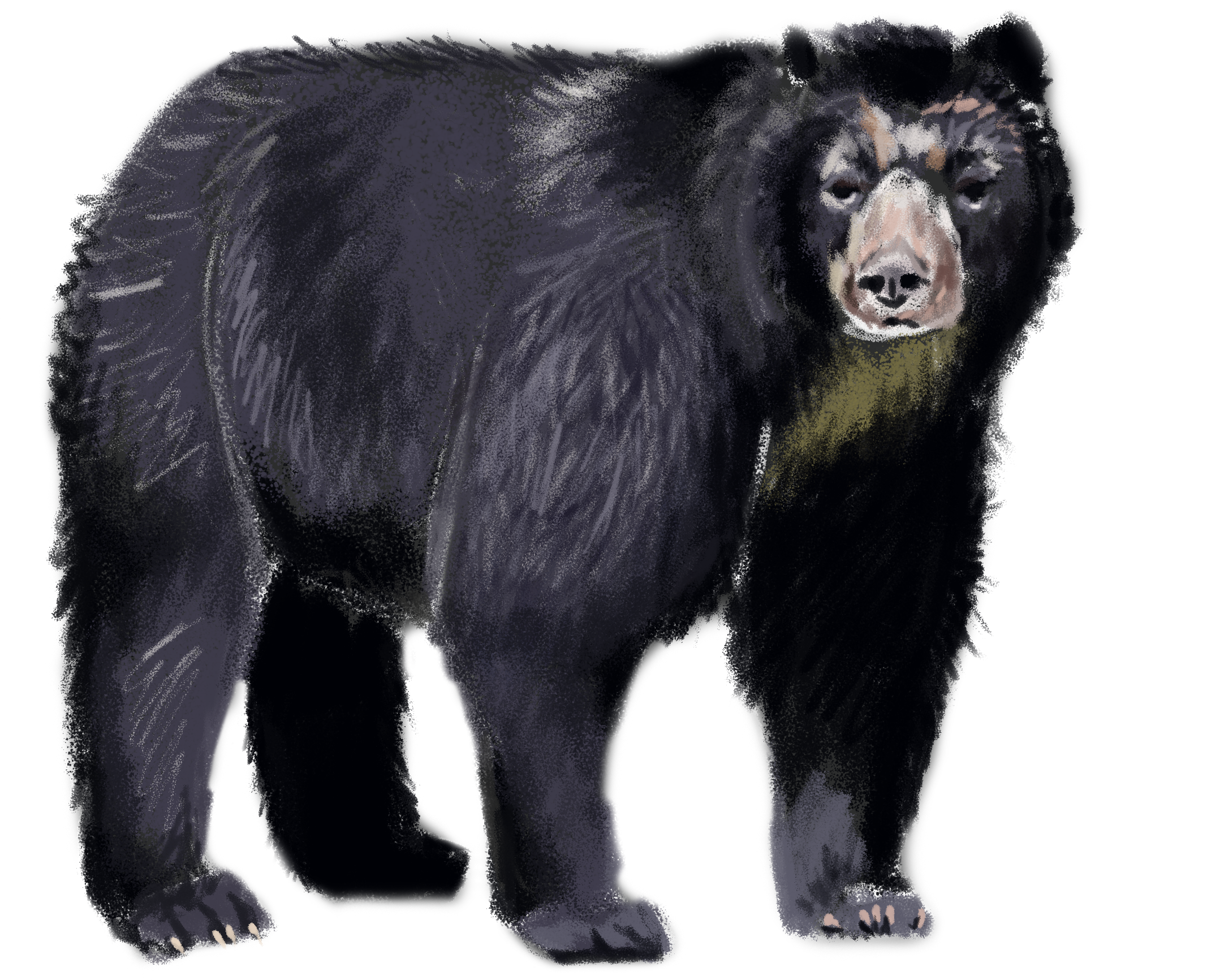 Faunafocus Recently Focused On The Spectacled Bear (2134x1733), Png Download