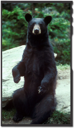 Sharing Code And Download Image - Black Bear Standing Up (271x480), Png Download