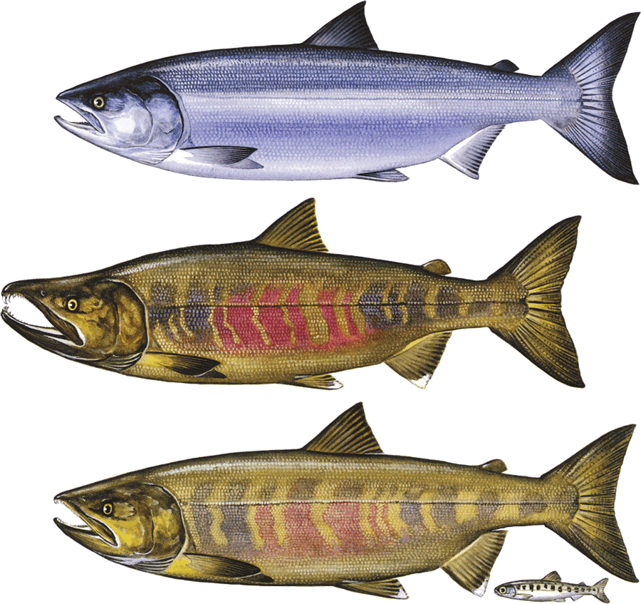 Seafood Guide - Giclee Painting: Salmon And Trout, 12x9in. (900x847), Png Download