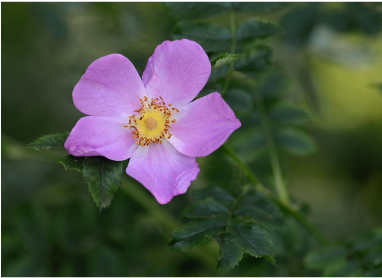 Rosa Virginiana - Rose (410x304), Png Download