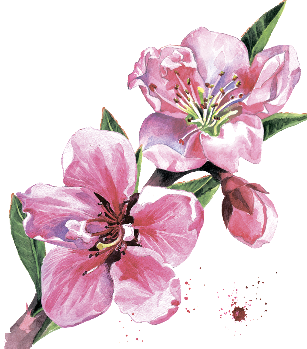 Peach Blossom (1024x1164), Png Download