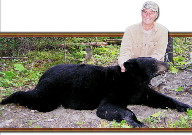 On Occasion Our Bear Hunt Produces Some Rare Color - American Black Bear (657x464), Png Download