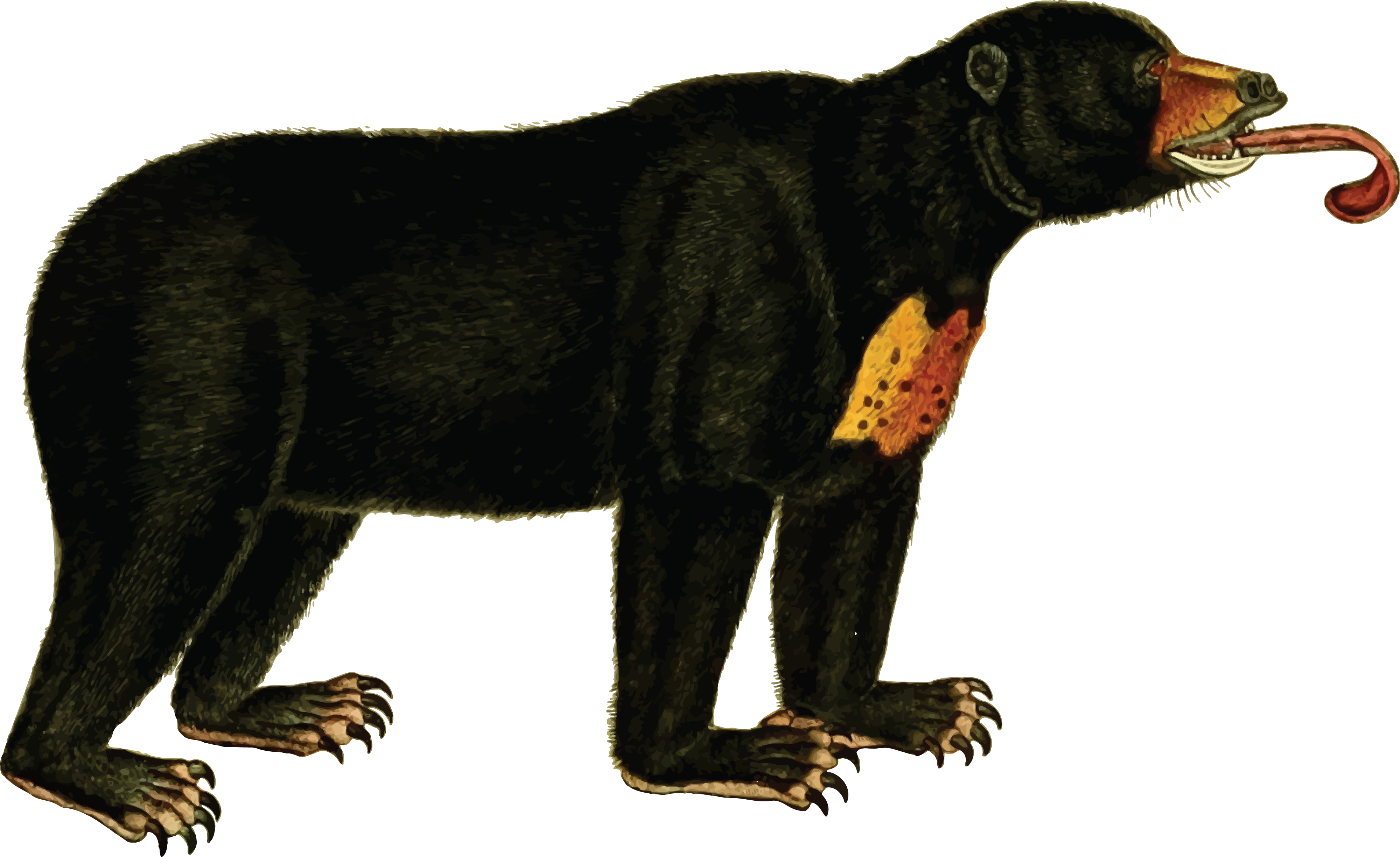 American Black Bear Polar Bear Sun Bear Koala - Sun Bear Clipart (1223x750), Png Download