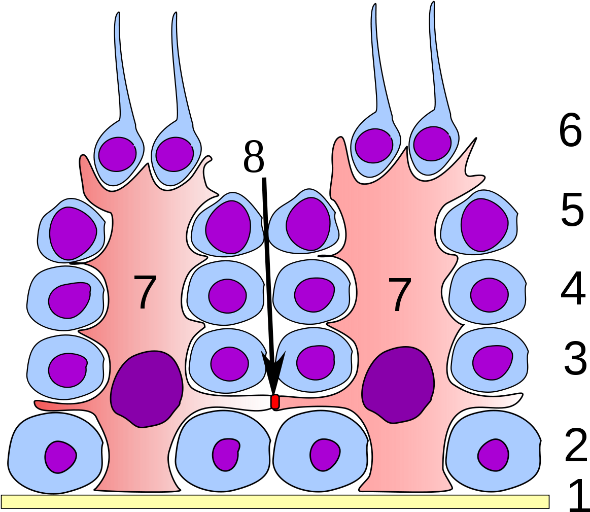 Sertoli Cells Tight Junctions Blood Testis Barrier (1200x1054), Png Download