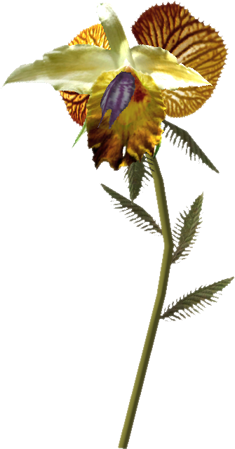 Tesv Dragons Tongue - Dragon Tongue Plant (478x638), Png Download