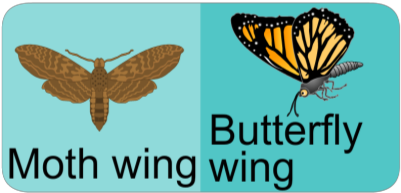 Moth And Butterfly Wings - Best (420x288), Png Download