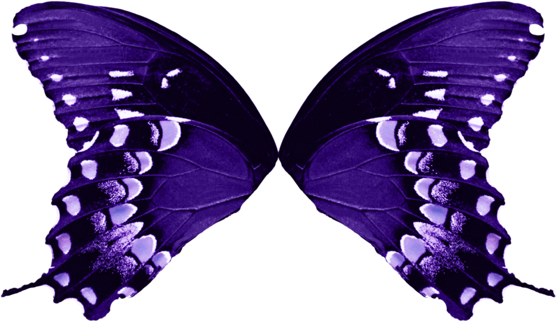 Butterfly Rose, Wallpaper On The Desktop, J/2253783759 - Butterfly Wings Transparent Background (1123x711), Png Download