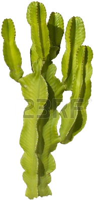 Cycad - Orand Nursery (344x398), Png Download
