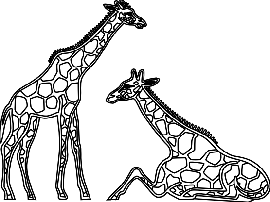 Banner Royalty Free Download Giraffe Clipart Black - Line Drawings Of Giraffes (555x416), Png Download