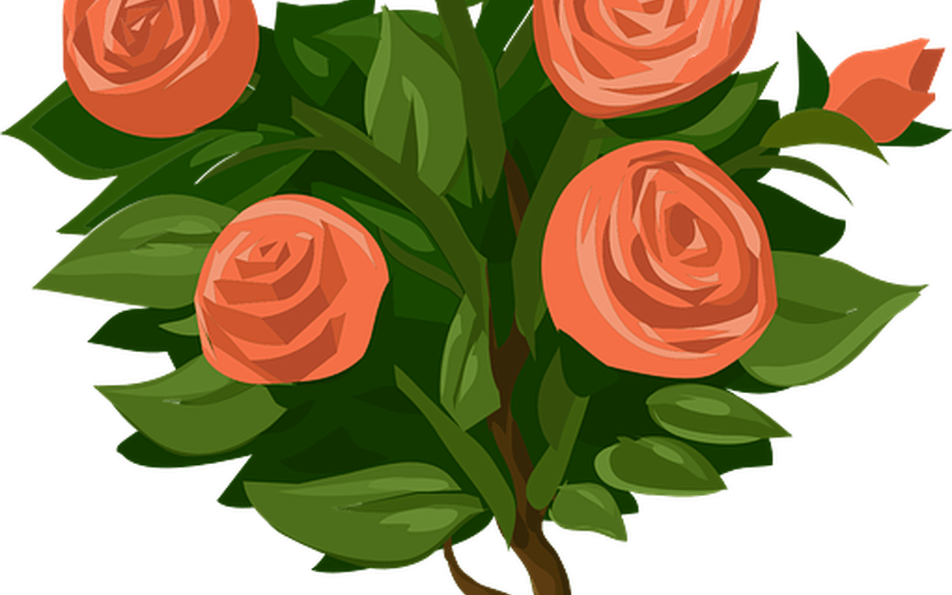 Roses Tree Bush Free Vector Graphic On Pixabay - Rose Bush Clipart (1368x855), Png Download