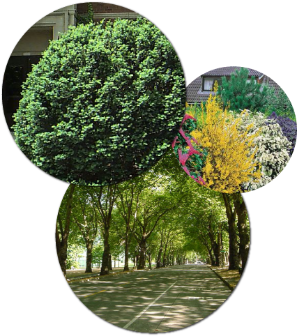 Enhancing And Protecting The Plants Around Your Home - Flowering Shrubs Hedge - 5 Hedge Plants (440x543), Png Download