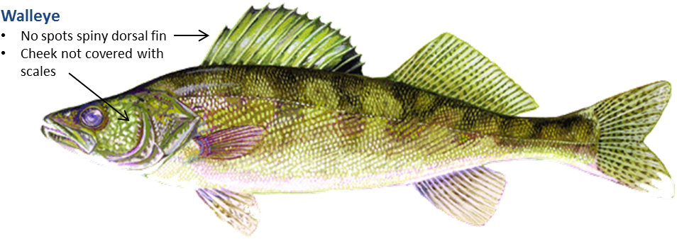 Walleye - Walleye Fish (991x377), Png Download