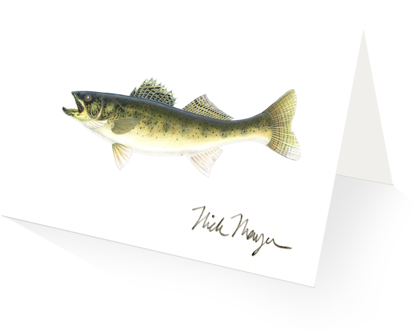 Walleye - Brown Trout (1024x825), Png Download