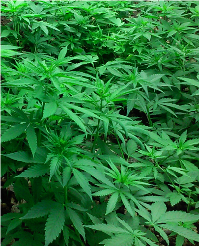 Base Price $55 - Cannabis (500x500), Png Download