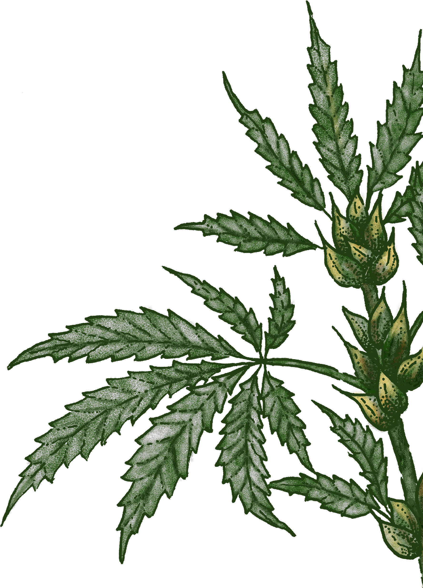 In The Cannabis Industry - Houseplant (1980x2489), Png Download