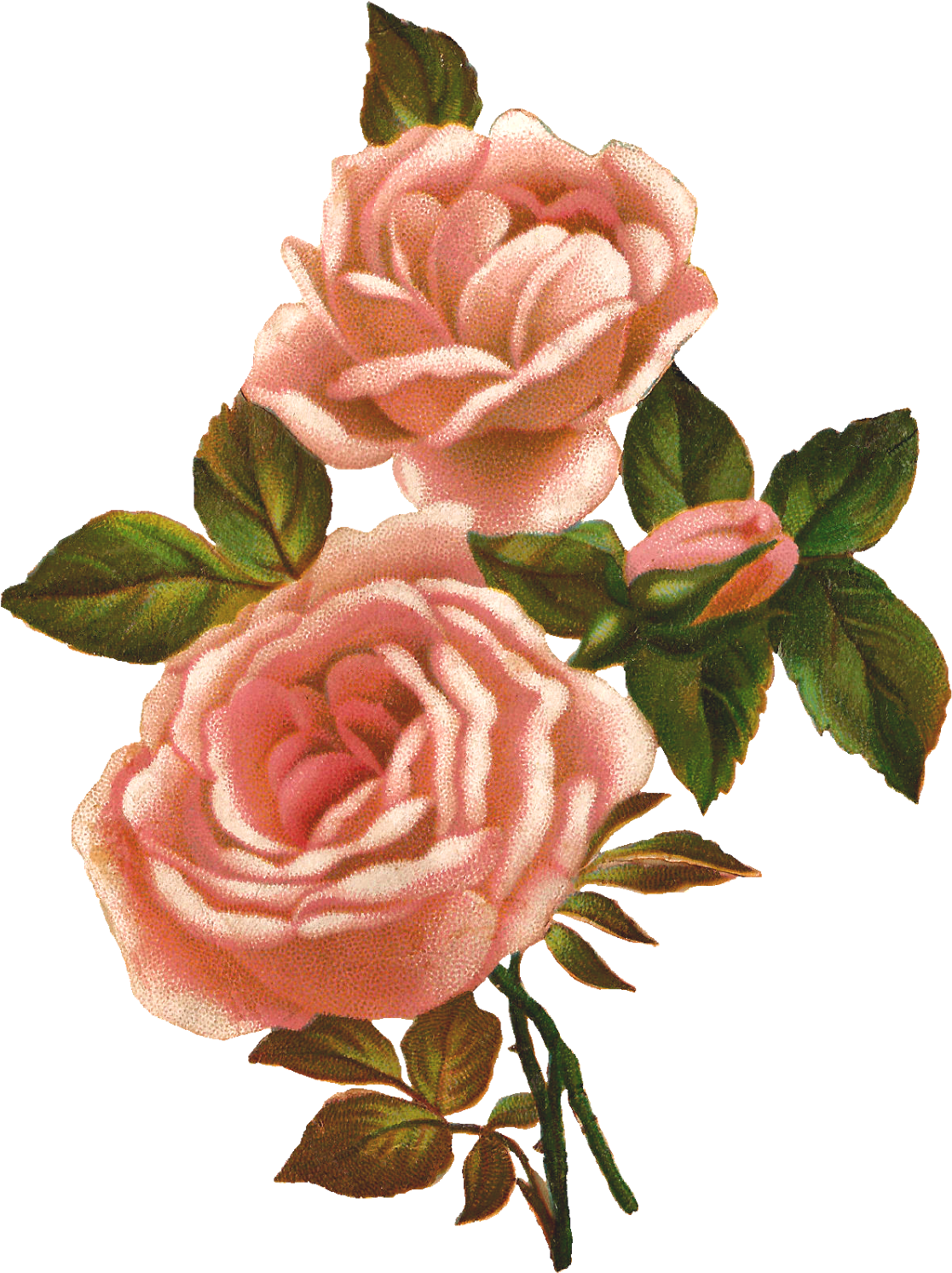 Rose Image Illustration Pink Shabby Png - Peach Rose Clip Art (1250x1600), Png Download