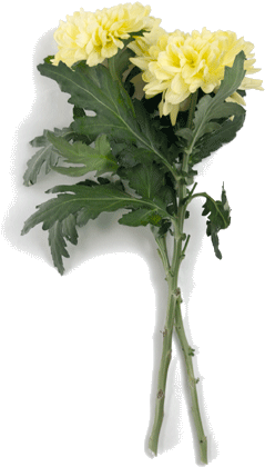 Chrysanthemums - Meaning (300x500), Png Download