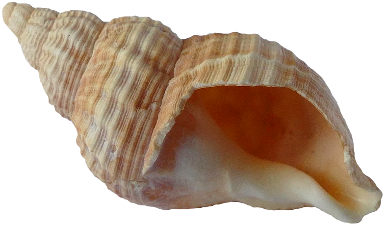Seashell Png - Shell Png (960x640), Png Download