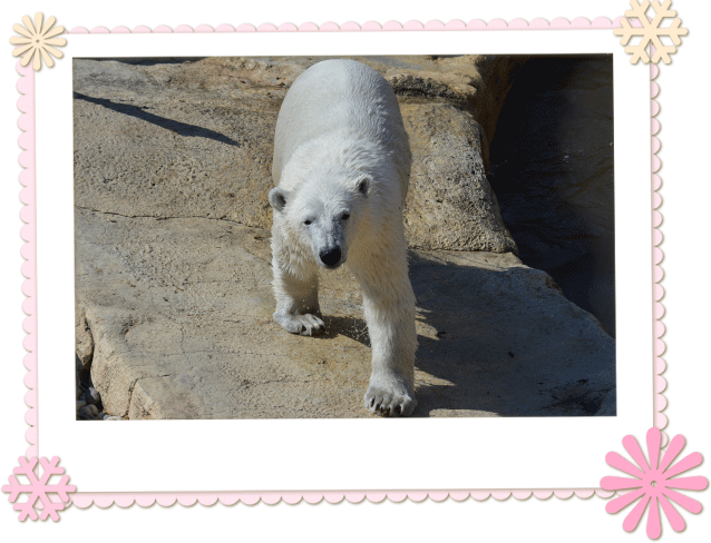 Polar Bear Cub Juno - Toronto Zoo (638x488), Png Download