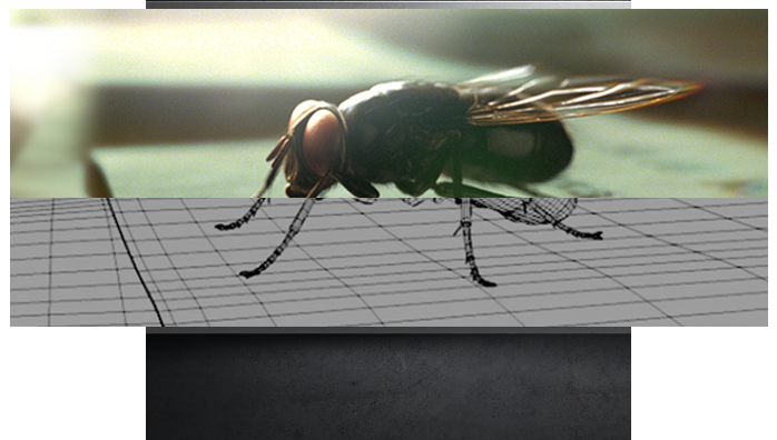 Old1 - House Fly (698x396), Png Download