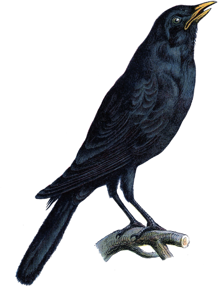 Halloween Crow Vector Free Png Photo - Halloween Crows (786x1024), Png Download