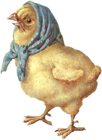 Easter Vintage Chickens - Chicken (428x537), Png Download