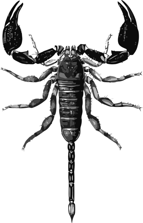 Jpg Free Scorpions Insect Gli Scorpioni Free Commercial - Scorpion Scientific Illustration (481x750), Png Download