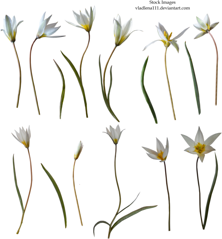 Spring Flower Png Hd - Snow Crocus (800x864), Png Download