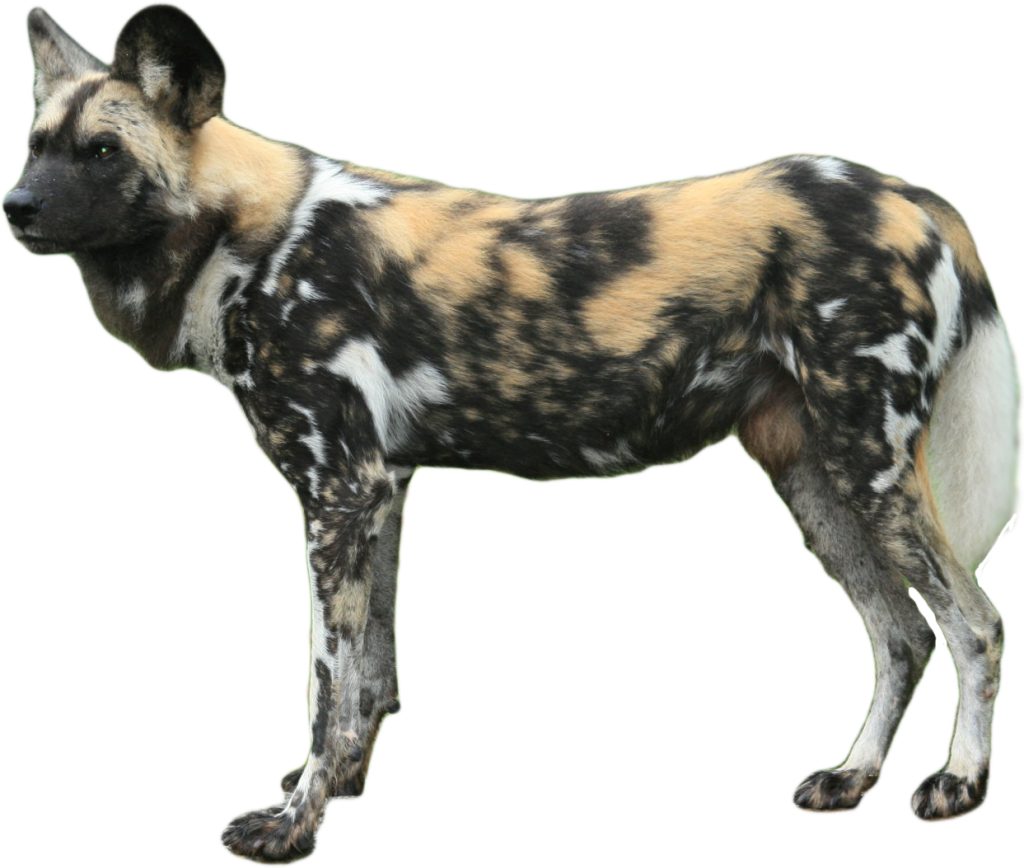 African Wild Dog Png (1024x868), Png Download