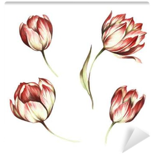 Set Of Hand Draw Illustration Wall Mural - Tulip (400x400), Png Download