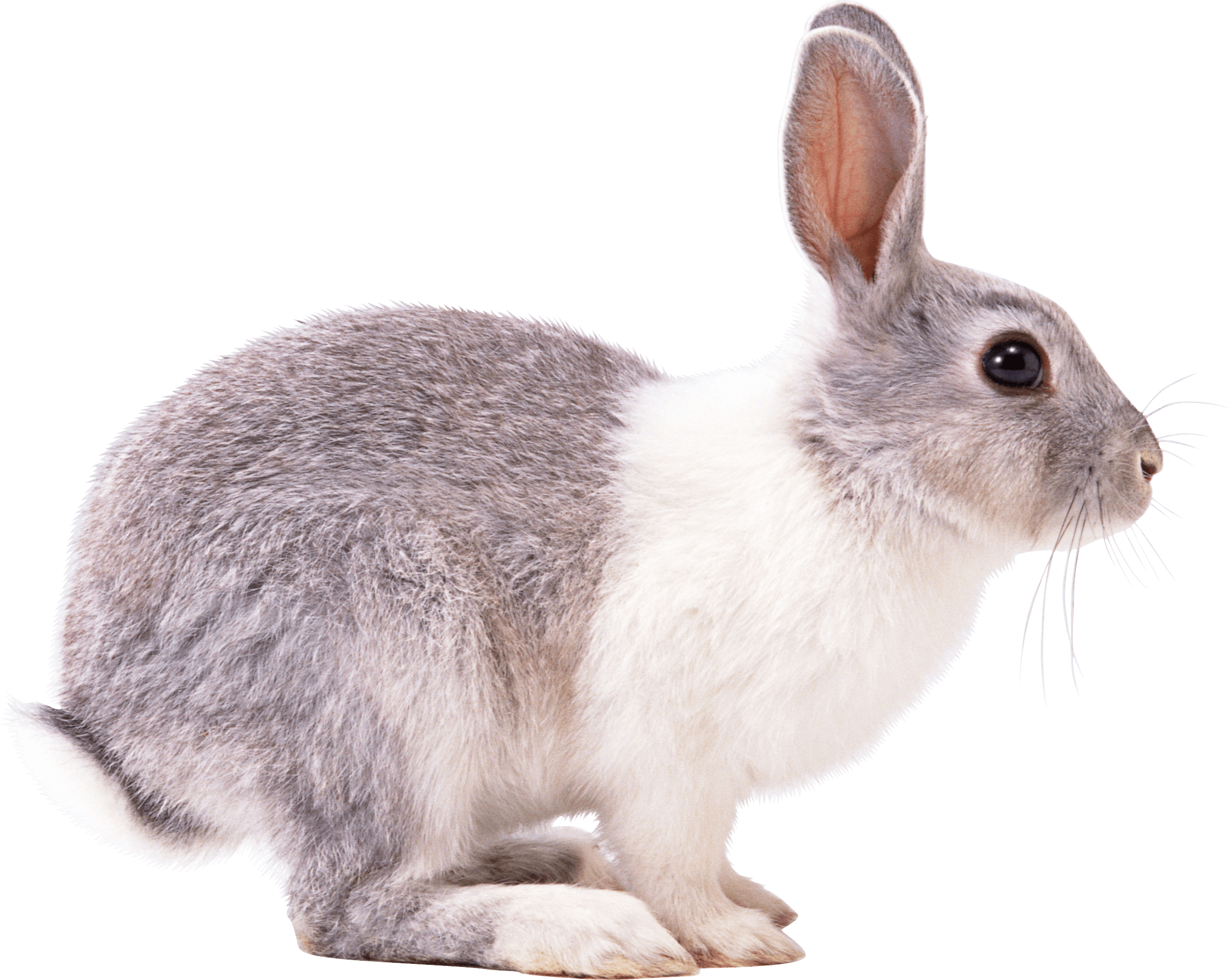 Rabbit White Gray Png - Rabbit Png (2366x1884), Png Download