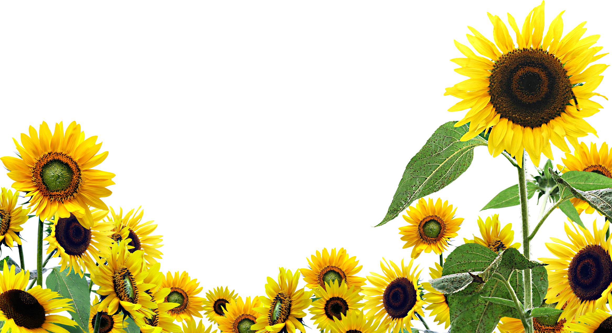 Sunflower Background - Sunflower Png (2333x1271), Png Download
