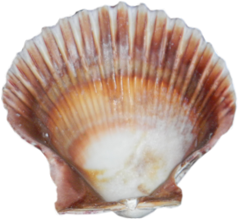 Free Download Seashell Png Images - Sea Shell Transparent Png (900x827), Png Download