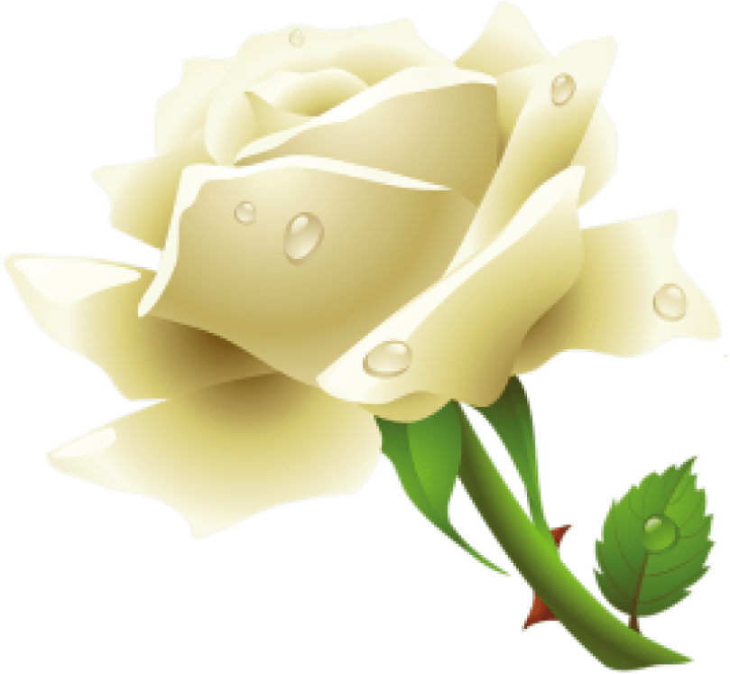 Free Png White Rose Png Images Transparent - Download White Rose Flowers (850x817), Png Download
