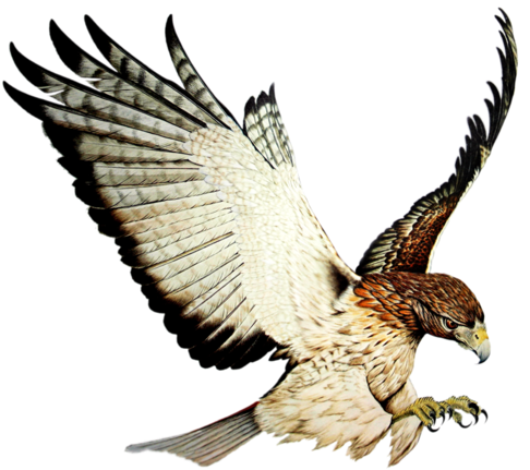 Patrick Hawkins Hawkmultimedia Twitter - Oliver Gray Grafix (500x436), Png Download