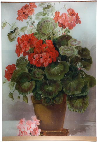 Collection Name - African Violets (500x500), Png Download