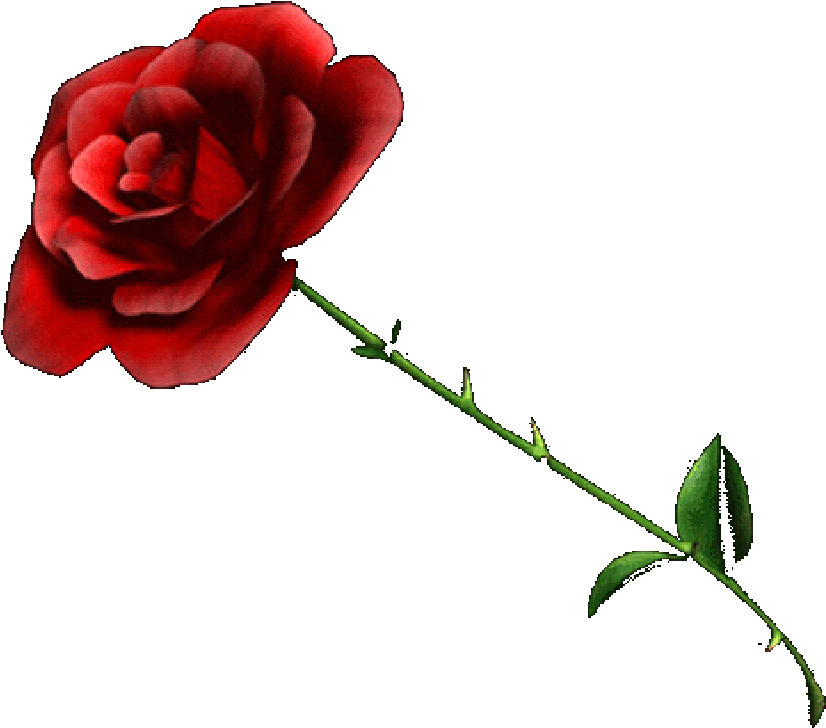 Flower Png - Roses Pictures No Background (1068x801), Png Download