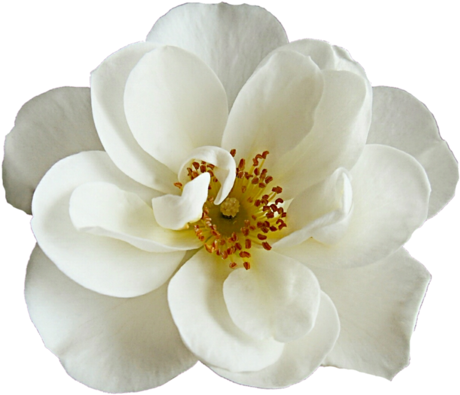 White Flower Png (964x828), Png Download