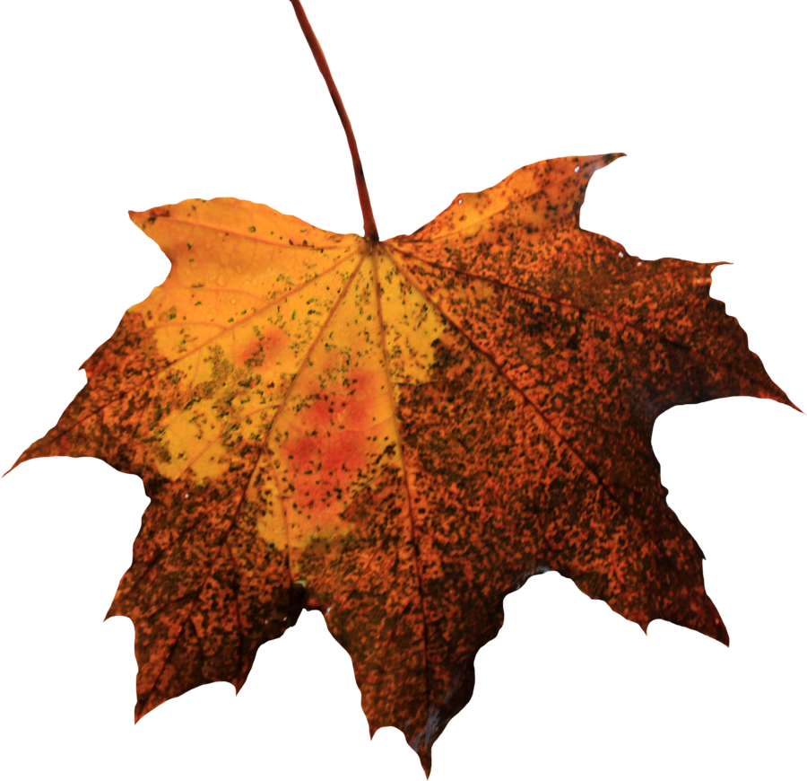 Leaf Picture - Leaf Png (900x870), Png Download