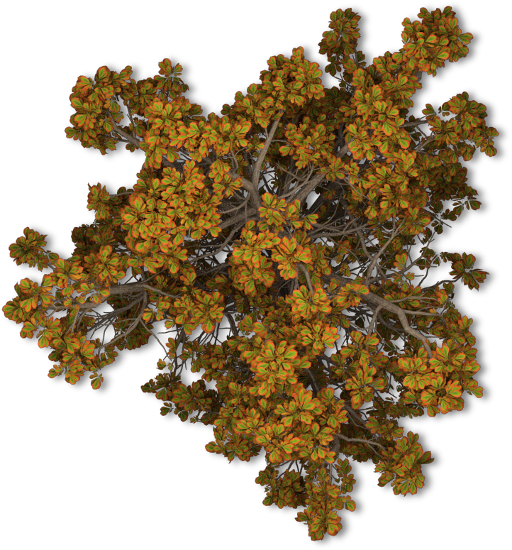 Arboles En Planta Png (722x775), Png Download