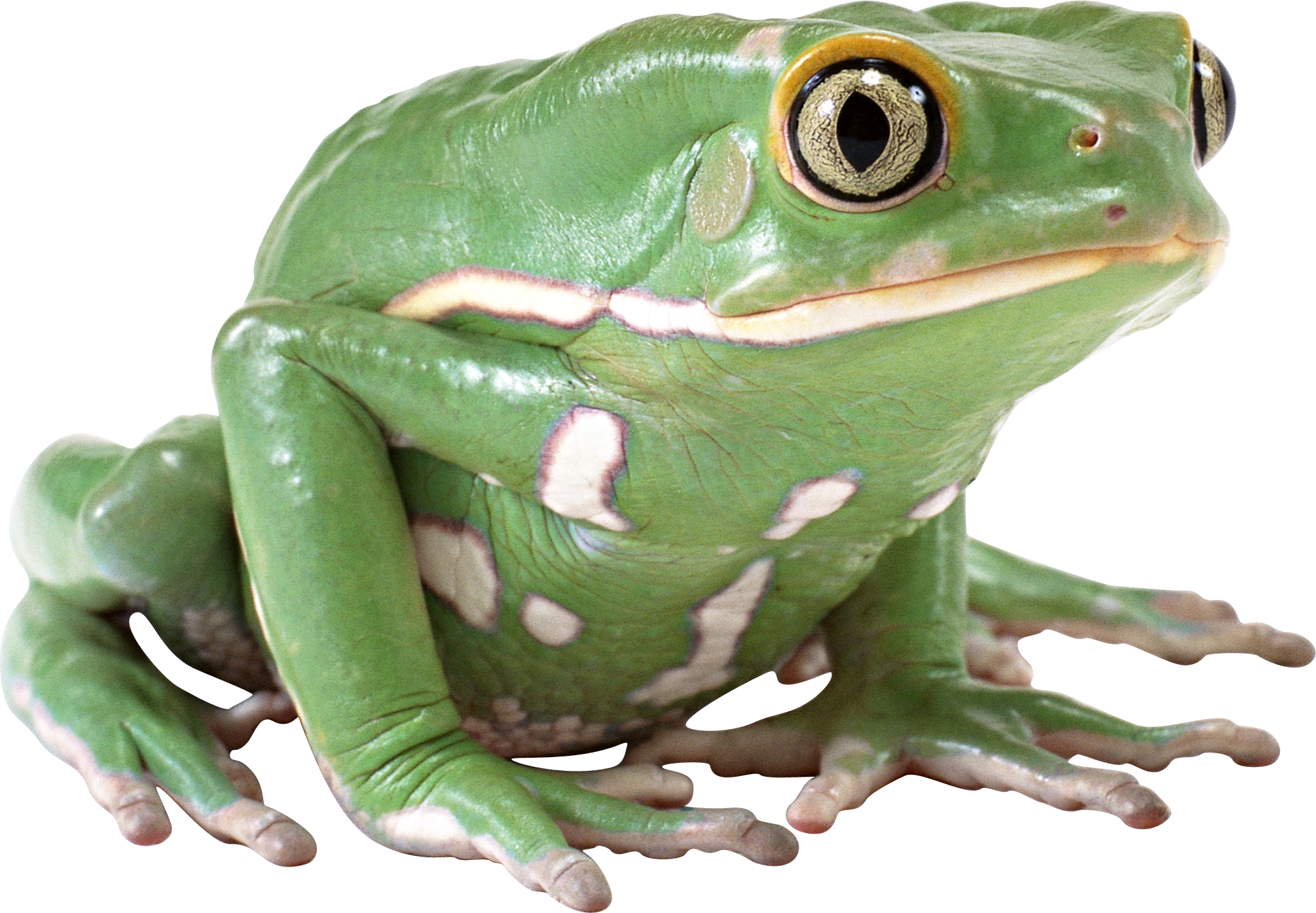 Free Icons Png - Green Frog Png (2010x1394), Png Download