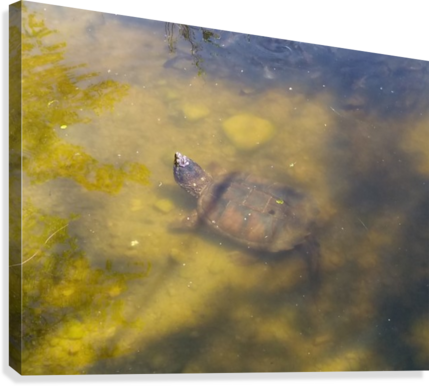 Ninja Turtle Canvas Print - Painting (429x386), Png Download