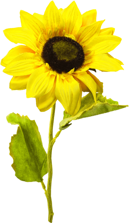 Free Png Sunflower Png Images Transparent - Girasoles Png (480x832), Png Download
