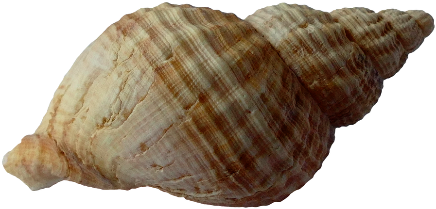 Seashell Png Images Free Download - Seashell Transparent (960x640), Png Download