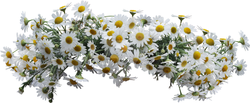 Report Abuse - Flower (865x358), Png Download